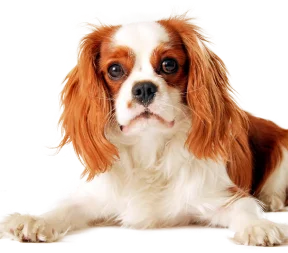 dog-s